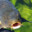 k4rp SKINS skins.army