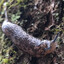 soft speckled squirmer