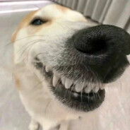 可乐土豆泥拌饭