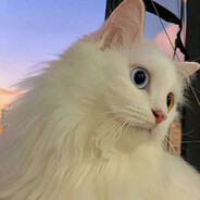 Luna不是只狸花猫