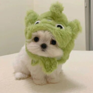 你今天拉屎了嘛