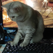 87577999