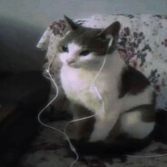 Cat Wearing Earphones