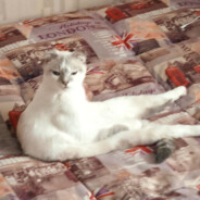 Kakafoniy popkin225)))