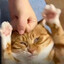 FatCat