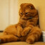 KittyWhale