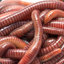 worms