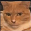 El Gatito definitivo