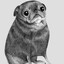 That Pug Guy