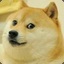 Mr.doge