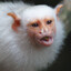 Sagui