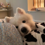 越姐舔狗越舔越有