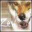 Zew