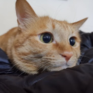 朵猫和点狗还有桃子