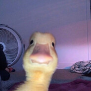 deal_duck