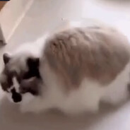 shui