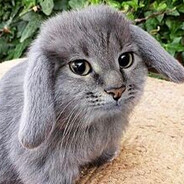 Boqn - steam id 76561199240322243