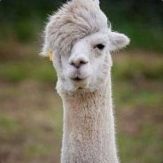 比逼格更有逼格の