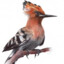 Hoopoe