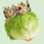 crowned cabbage&#039;s father