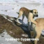 лдрьрд дрьрдл