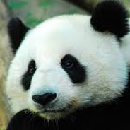 panda98pa