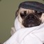 Pug Lord