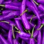 purplepepper