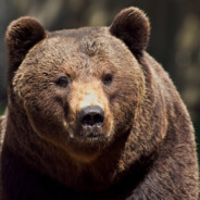 chris_lee_bear avatar