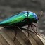 Metallic wood-boring beetle