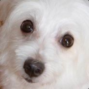 ConditionZeroZ - steam id 76561197965785852