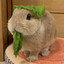 Lettucy rabbito
