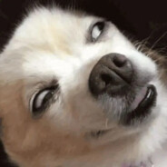 小毛的毛没有毛