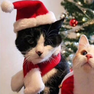 дилдокотсво