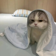 小猫老弟会唱歌