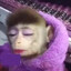 Monito Chill