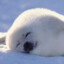 a seal