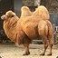 The Camel Horder