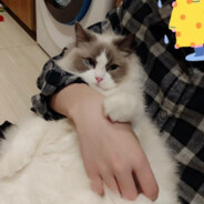 电脑玩家猫树仁