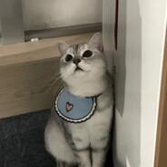 鲨鱼不爱吃辣椒