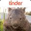Wombat amoroso
