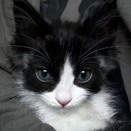 不想过敏的霸王龙