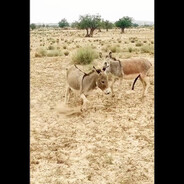 DonkeyRope
