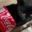 el gato coca cola