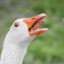 SillyGoose13