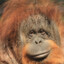 Orangutan Mandarynkowy