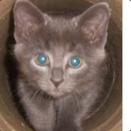 [DrU] Rogue leader - steam id 76561197970503365