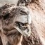 kamel kneppern :-)
