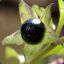 Atropa Belladonna