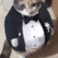 handsome tuxedo cat